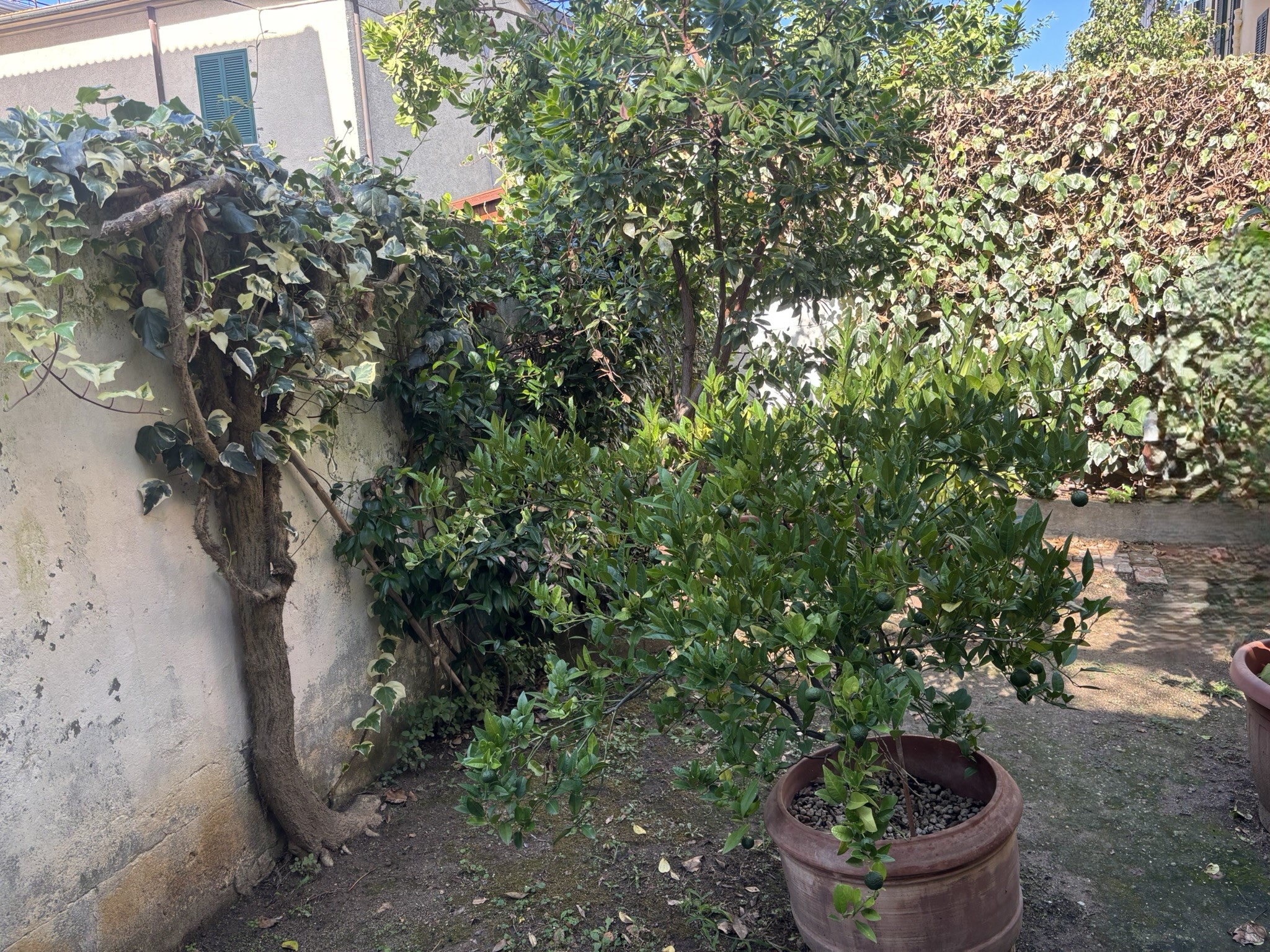 GIARDINO